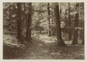 Sonne im Wald