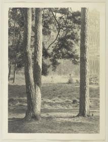 Blick durch Kiefernstämme auf Berliner Waldsee