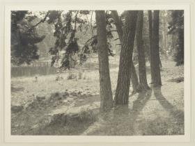 Blick durch Kiefernstämme auf Berliner Waldsee