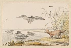 Hund und Enten