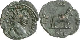 Carausius