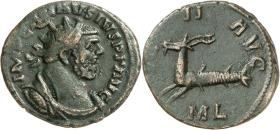 Carausius