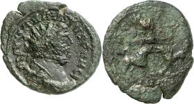 Carausius