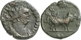 Carausius