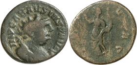 Carausius