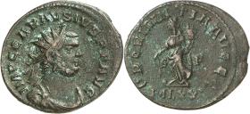 Carausius