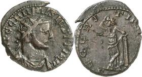 Carausius
