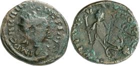Carausius