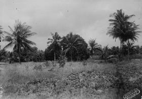 Typischer Landsitz bei Daressalam (Mangos und Palmen)