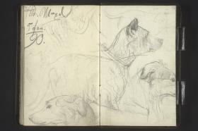 Hundestudien