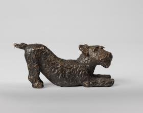 Sich streckender Drahthaarterrier