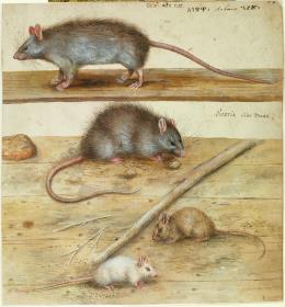 Ratten und Mäuse