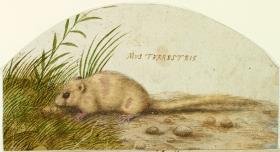 Maus