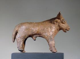 Rind (Stier)