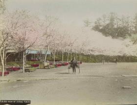 Teilansicht des Uenoparks zur Zeit der Kirschblüte　上野公園風景