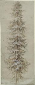 Ein hoher Tannenbaum