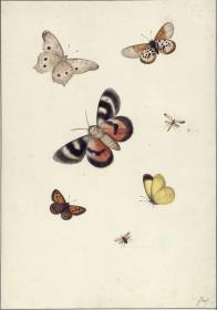 Schmetterlinge und Wespen