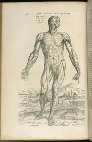 Andreas Vesalius. De humani corporis fabrica libri septem. Prima musculorum tabula