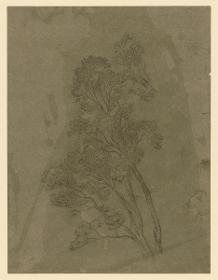 Olivenbaumstudie