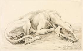 Schlafender Windhund