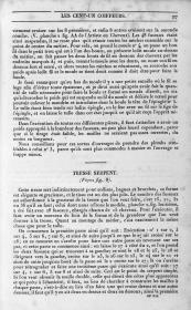 Les Cent-un coiffeurs de tous les pays: Tresse Serpent