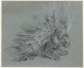 Stachelschwein