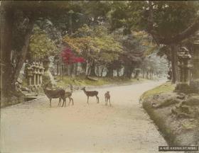 Parkweg mit Rehen zum Kasuga-jinja
