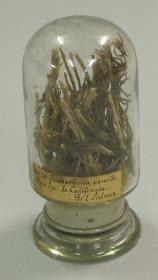 Trichostema lanatum