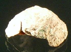 Nagelkopf aus dem römischen Ehrengrab