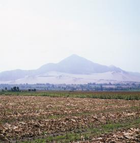 abgeerntetes Maisfeld