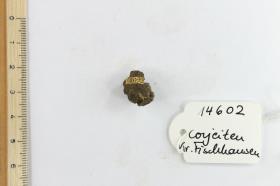 Fibelfragment