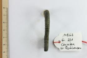 Armbrustfibel