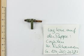 Fibelfragment
