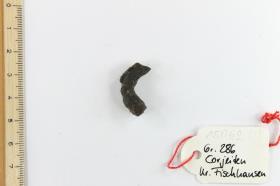 Fibelfragment