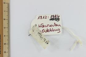 Edikett "Perlenschnur"