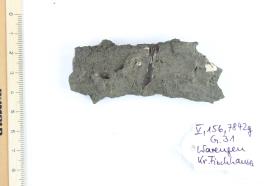 Schildfessel