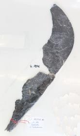Sichel