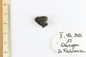 Fibelfragment