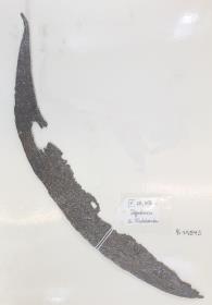 Sichel