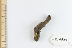 Fibelfragment