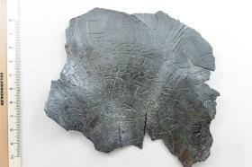 Schalenfragment