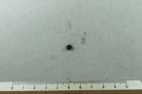 Fibelfragment