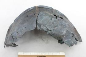 Schalenfragment