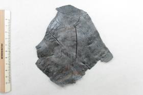 Schalenfragment