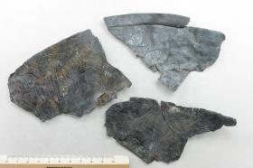 Schalenfragment