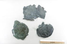 Schalenfragment