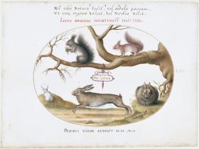 Eichhörnchen und Hasen, Blatt LIIII