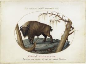 Büffel, Blatt VIII