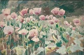 Mohn