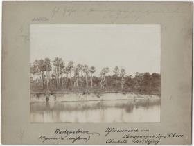 Wachspalmen. Uferszenerie im paraguayischen Chaco oberhalb des Jejuy